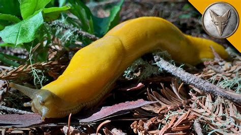 This Giant Slug is BANANAS! - YouTube