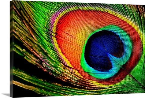 Peacock Feather Close-up Wall Art, Canvas Prints, Framed Prints, Wall ...