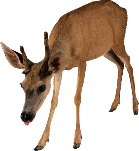 Deer PNG image