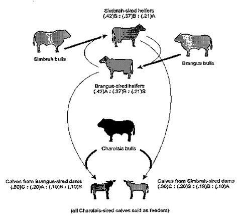 Table 2 from PRACTICAL CROSSBREEDING PROGRAMS FOR BEEF CATTLE IN ...