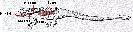 RESPIRATORY SYSTEM - The Northern Fence Lizard