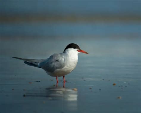 Common Tern - Facts, Diet, Habitat & Pictures on Animalia.bio