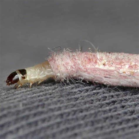 How Do Carpet Moths Get Into The House at Sandra Bernier blog