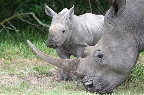 Rhino Facts - Animal Facts Encyclopedia