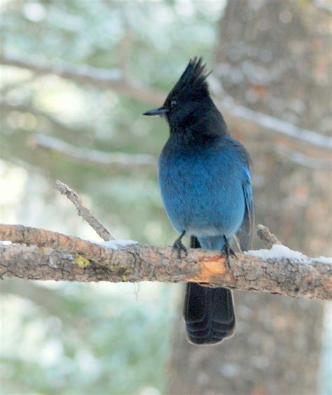 LOVELY BLUE FEATHERS! STELLER'S JAY | LOVELY BLUE FEATHERS! … | Flickr