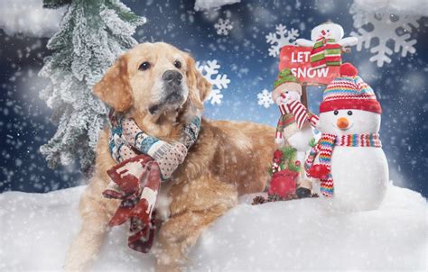 Golden Retrievers Winter Wallpapers - Wallpaper Cave