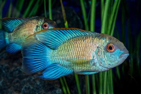 Acara bleu électrique: le cichlidé bleu vif idéal pour les débutants ...