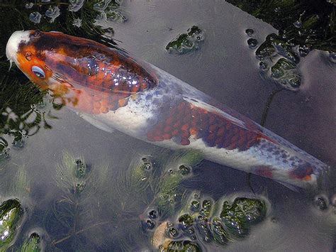 Koi carp | Koi carp in my pond | Judy Ginn | Flickr