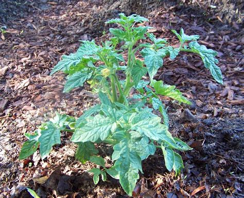 Growing Determinate Tomato Plants - Perfect for Containers