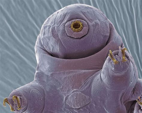 10 Tardigrade Facts That Will Astound You