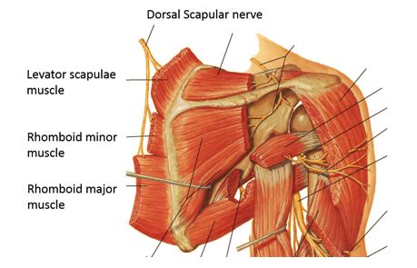 Pin by Tavener Miller on muscle anatomy | Nerve, Scapular, Nerve anatomy