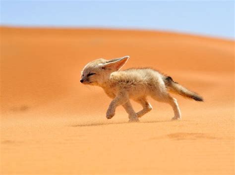 Fennec Fox - ENVIRONMENTAL ADAPTATIONS