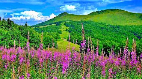 Spring Landscape Hills Grass Peaceful Forest Hill Flowers Time Sky Splendor Mountains Nature ...