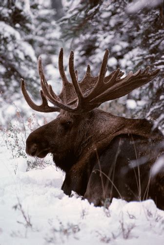 Moose In Snow | Stranger in the Woods