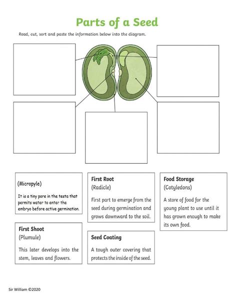 Parts of a Seed Worksheets → Royal Baloo - Worksheets Library