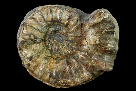 2.6" Rare, Horned Ammonite (Prioncyclus) Fossil in Rock - Kansas ...