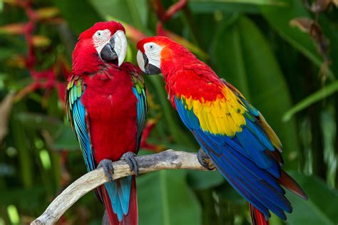 Animaux Ara (oiseau) 4k Ultra HD Fond D'écran