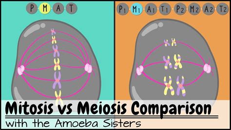 Amoeba Sisters Mitosis Vs Meiosis Answer Key