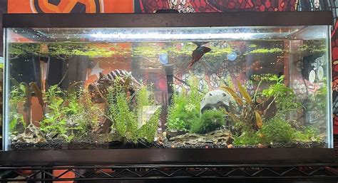 Giant Betta: Tank Requisites, Food & Health, & Other Stuff ...