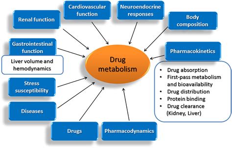 Frontiers | Age-related modifications in CYP-dependent drug metabolism: role of stress