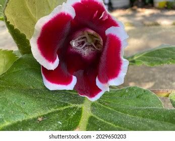 Gloxinia Perennial Indoor Flower Plant Green Stock Photo 2029650203 ...