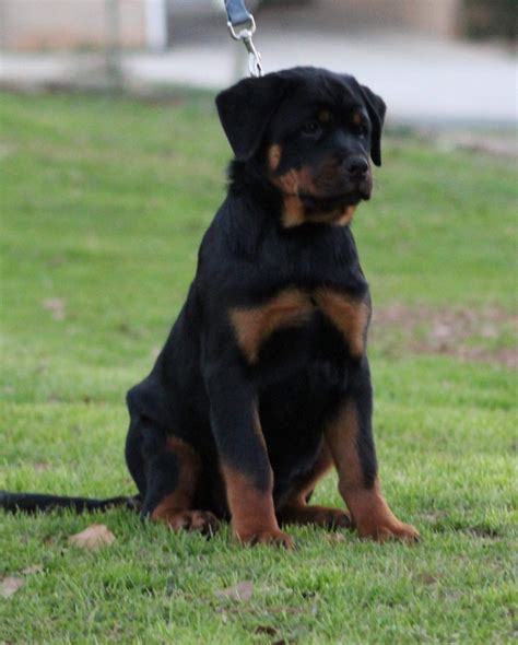 Rottweiler Puppies For Sale | Charlotte, NC #289672