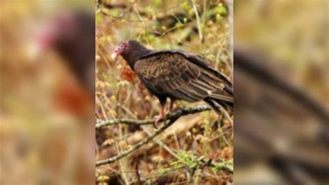 Buzzard Day: Hinckley hosts annual celebration