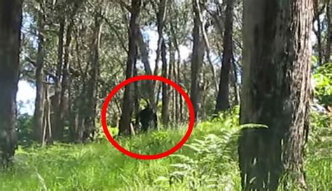 Bigfoot Evidence: Yowie Caught on Film?