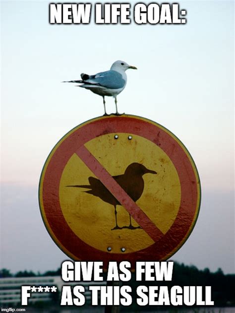 Sundays with Seagulls: Top 10 Seagull Memes – Rebecca Cantrell | New ...