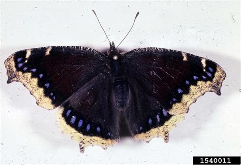 mourning cloak butterfly (Nymphalis antiopa)