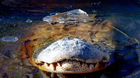 Watch: These N.C. alligators are frozen in swamp with noses above ice