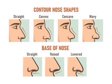 Nose Shapes Chart