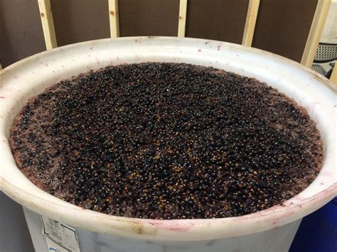 Grape "must" fermenting | Fermenting, Grapes, Black peppercorn