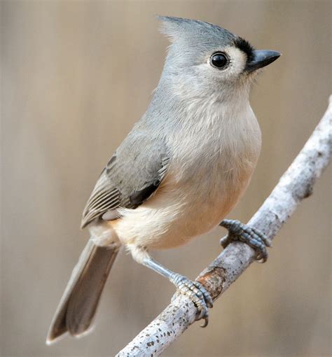 Tufted Titmouse Photo Gallery – Be Your Own Birder