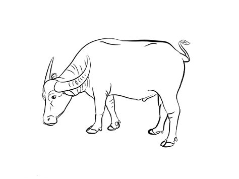 Buffalo Drawing at GetDrawings | Free download