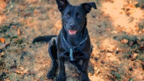 Lab German Shepherd Mix Puppies