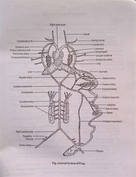 Frog Circulatory System Diagram Labeled