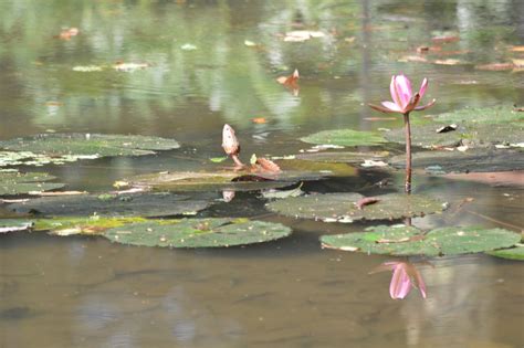 Waterlily Pink Pond - Free photo on Pixabay - Pixabay