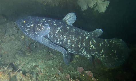 Coelacanth - Wikiwand