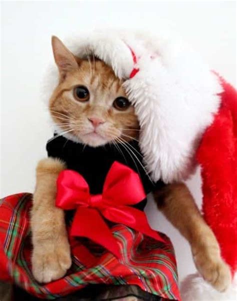 Kittens’ Christmas Outfits – 25 Christmas Costumes For Cats