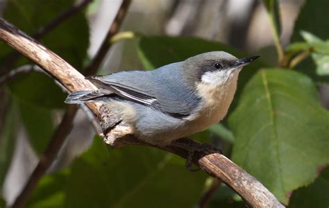 Pygmy Nuthatch | San Diego Bird Spot