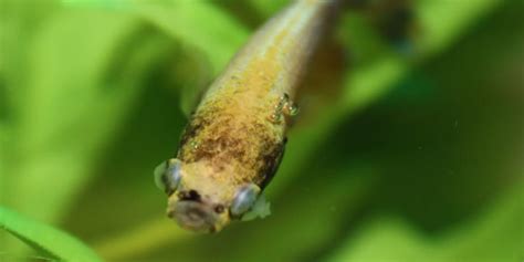 Betta Fish Series - Different Betta Diseases | The Aquarium Guide