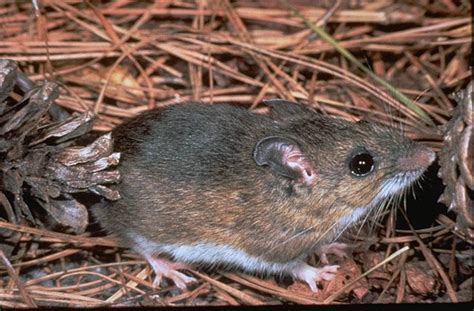 Peromyscus gossypinus - Cotton Mouse | Animals beautiful, Mammals, Mouse