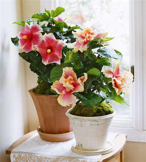 10 Indoor Blooms to Brighten Your Home This Winter - Porch Advice