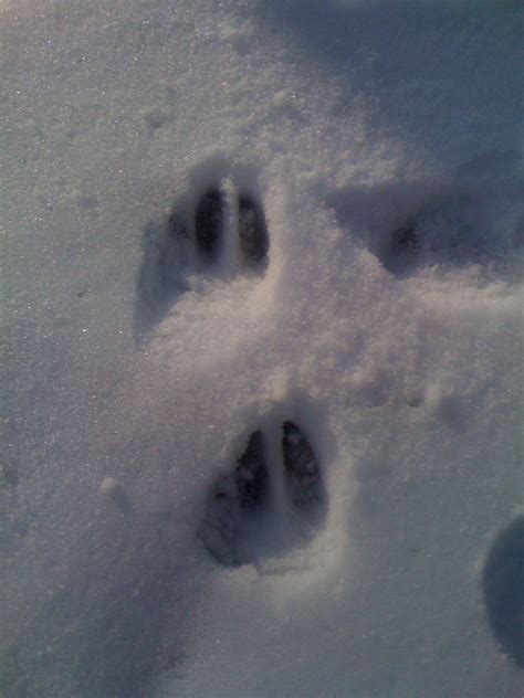 Deer tracks in the snow | Wesley Fryer | Flickr