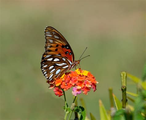 gulf-fritillary-butterfly-insect-nature-158345.jpeg – SoulLee Connected