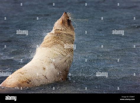 Southern Fur Seal baby, Penguin Island, Antarctica Stock Photo - Alamy