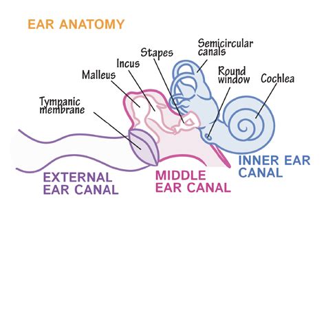 Anatomy & Physiology Glossary: Ear Anatomy & Physiology | ditki medical & biological sciences