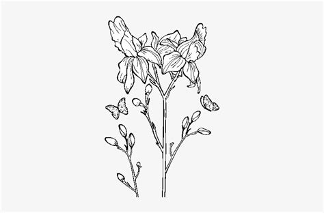 Iris Flower Coloring Page - Flor Iris Desenho Transparent PNG - 600x470 - Free Download on NicePNG