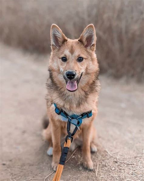 Shiba Inu Mixes: 20 Different Shiba Crossbreeds